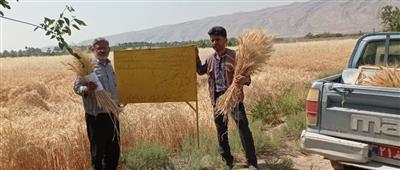 Investigating the yield and compatibility of some tropical wheat cultivars in the climatic conditions of Khafar, Fars province